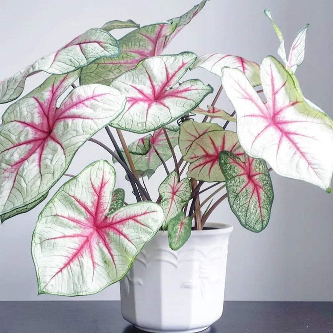 White Queen Caladium Leaf Seeds Heirloom Non-GMO seeds for Planting