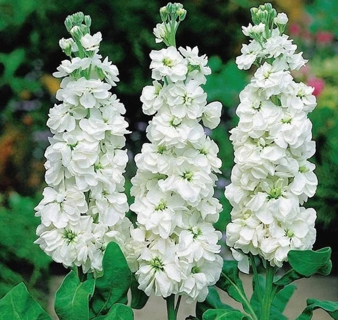 White Matthiola Incana Flower Seeds for Planting – Heirloom Non-GMO Seeds