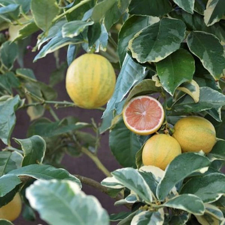 Pink Eureka Lemon variegated Fruit Seeds for Planting Refreshing and Zesty Citrus Fruits  100 pcs