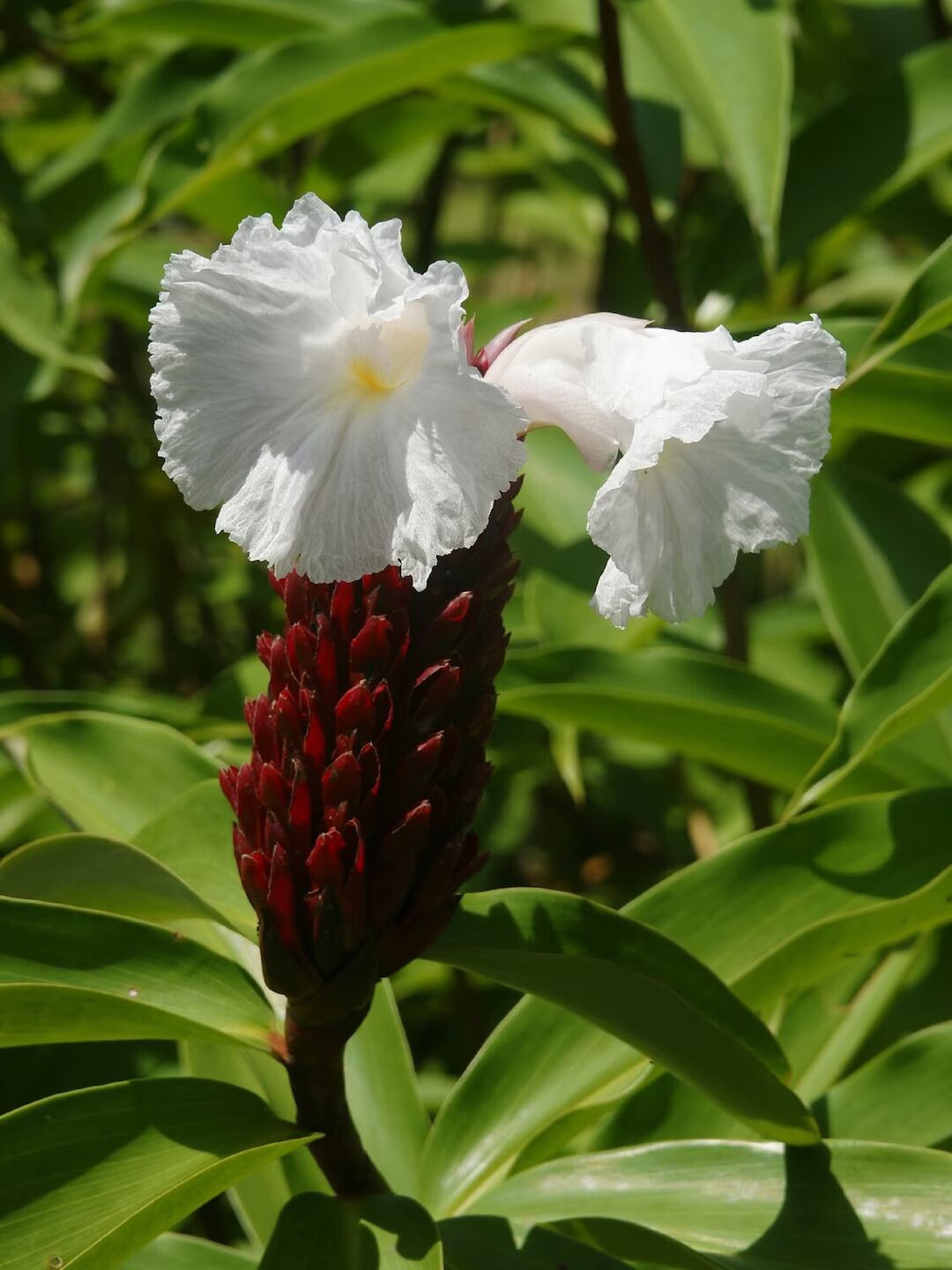 cuscus seed plant Heirloom Non-GMO Costus Barbatus Flower Seeds for Planting – High Germination Tropical Spiral Ginger Blooms