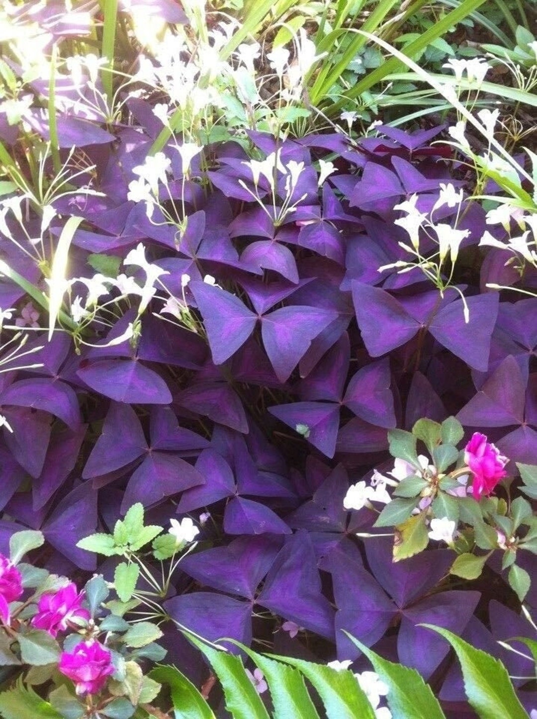 Oxalis Plant Seeds for Planting - 100 pcs