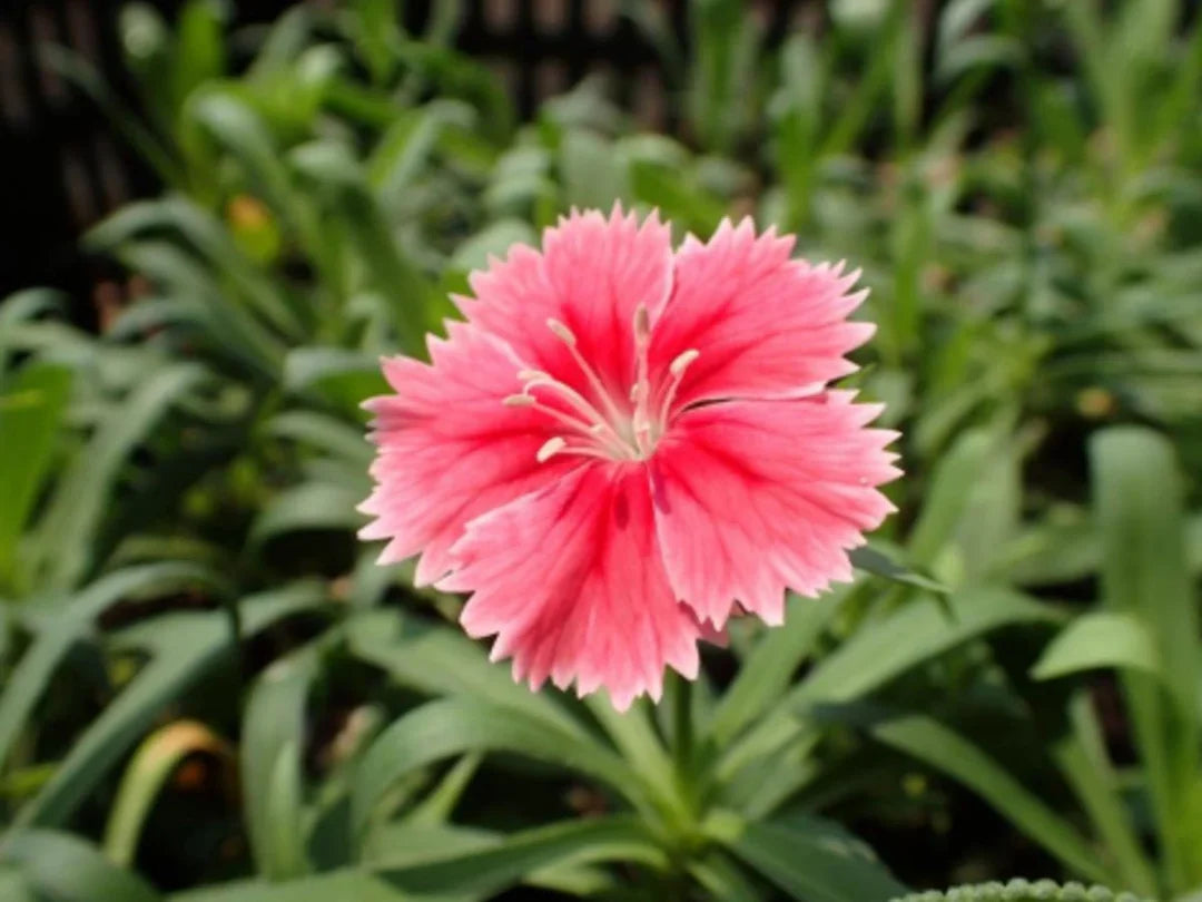 pink giant flower seeds