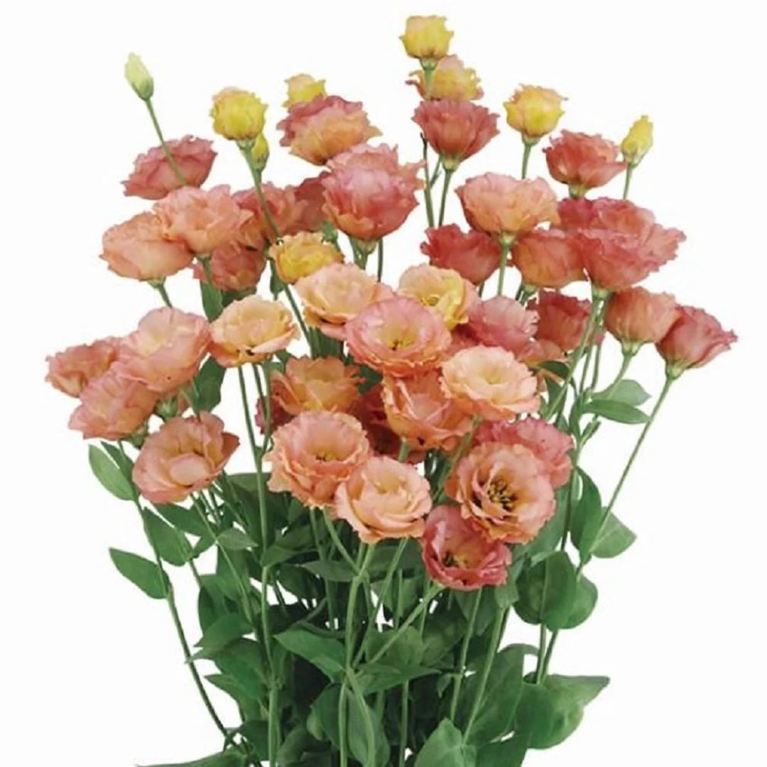 Orange Light Pink Eustoma Flower Seeds for Planting-Heirloom & Non-GMO Seeds for planting