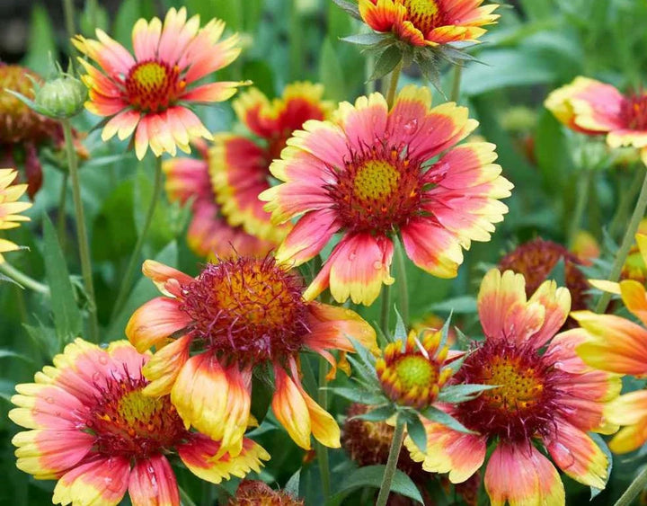 Gaillardia Pulchella Flower Seeds for Planting – Heirloom Non-GMO Vibrant Drought-Tolerant Blooms | High Germination