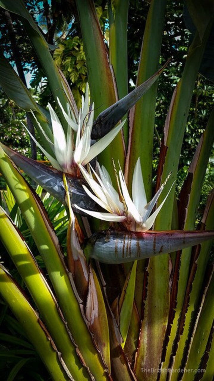 Heirloom Non-GMO White Strelitzia Reginae Flower Seeds for Planting – Exotic Bird of Paradise Seeds