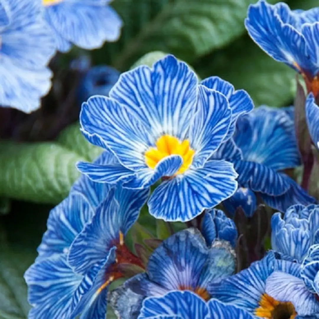 Fresh Primula Flower Seeds for Planting, Light Blue 100 pcs