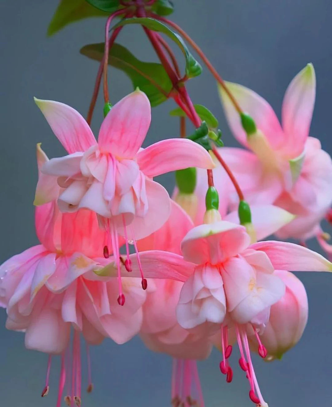 White Pink Fuchsia Flower Seeds - 100 pcs