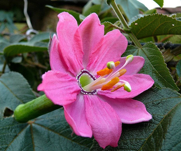 Pink Mollissima blomsterfrø til udplantning, 100 stk