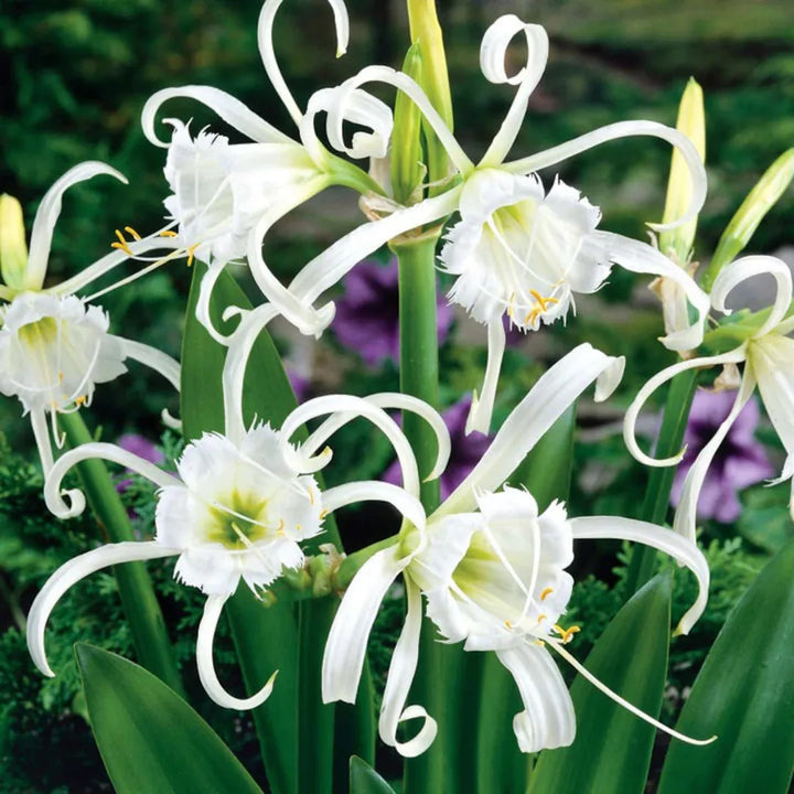 Heirloom Hymenocallis Flower Seeds, Non-GMO Spider Lily Blooms for Elegant Garden Planting