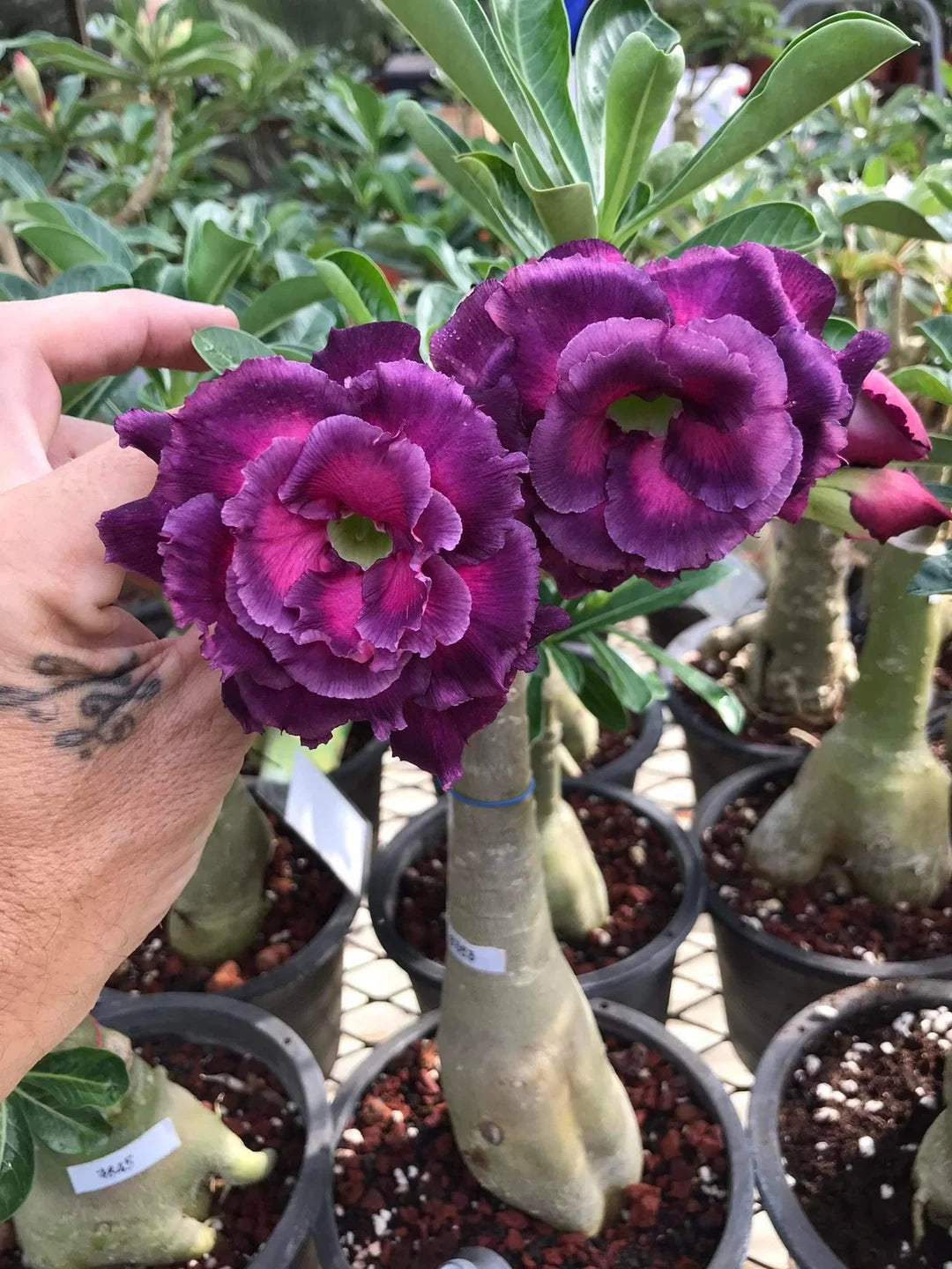 Violet Pink Adenium Obesum Flower Seeds – Heirloom Non-GMO Seeds for Planting, High Germination Organic Garden