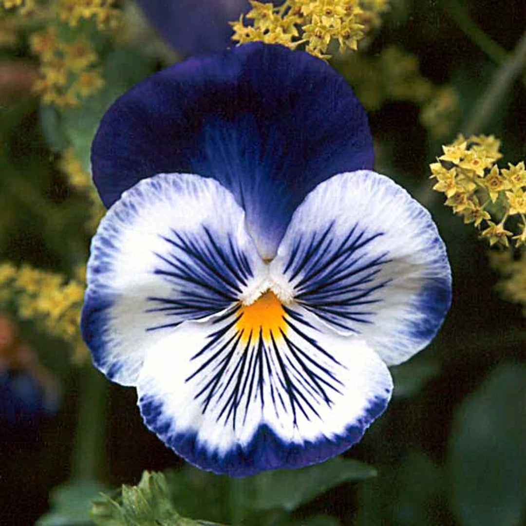 Fresh Pansy Flower Seeds for Planting, Blue Mix 100 pcs