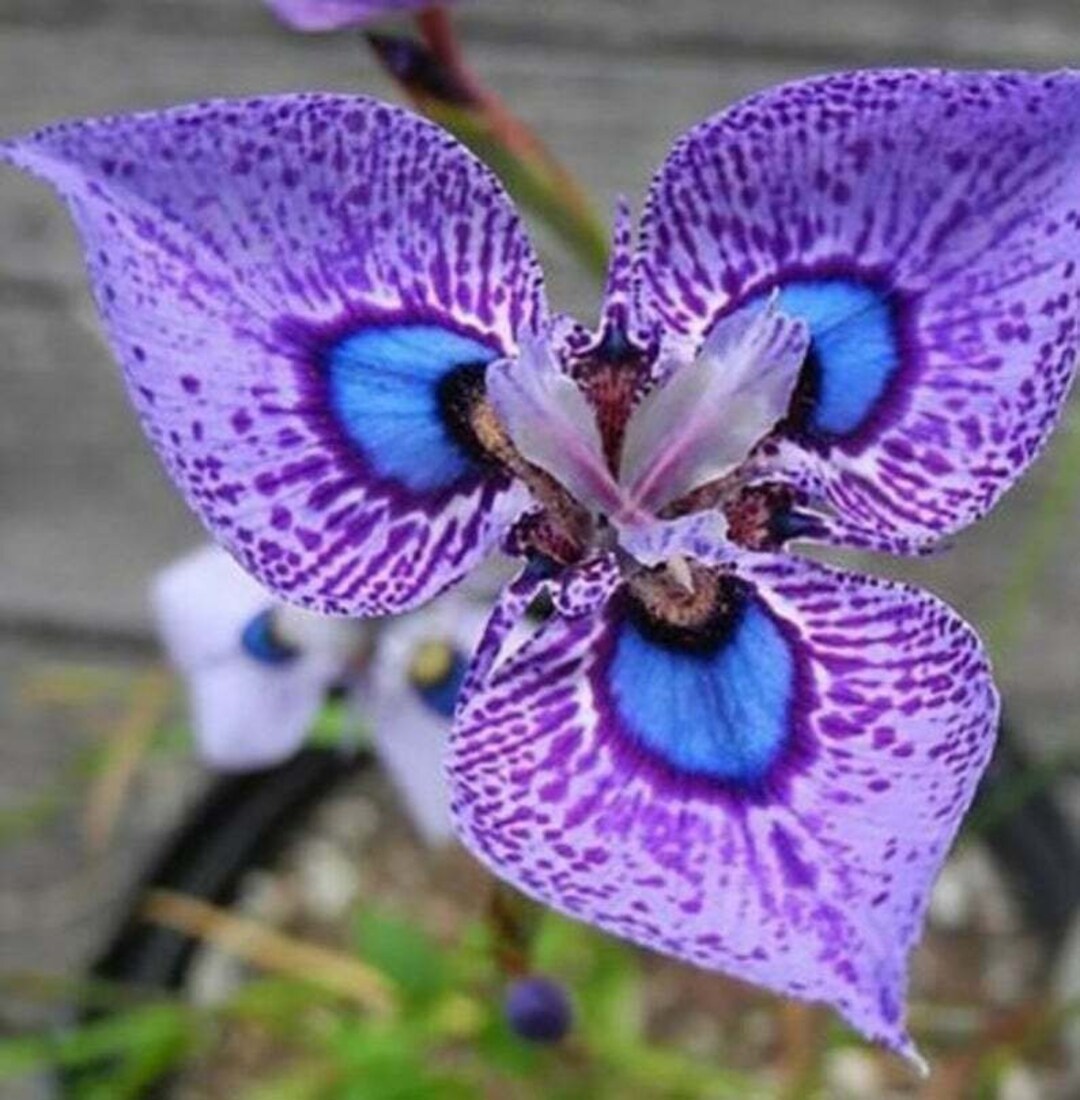 blue purple flower seeds