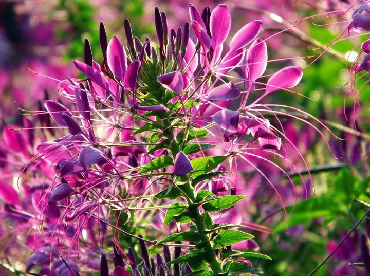 Pink Spiny Spiderflower frø til udplantning, 100 stk