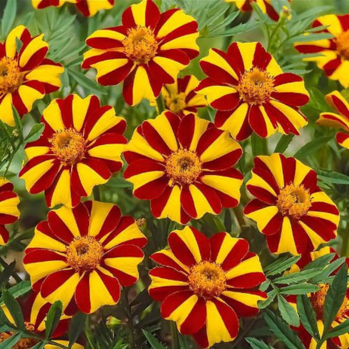 Heirloom Non-GMO Marigold Jester Flower Seeds for Planting – Striking Bicolor Garden Blooms