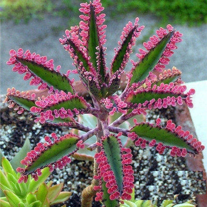 Brown Kalanchoe Bonsai Flower Seeds for Planting - 100 pcs