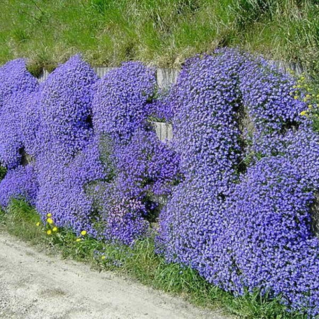 Aubrieta flerårige blomsterfrø til udplantning - 100 stk