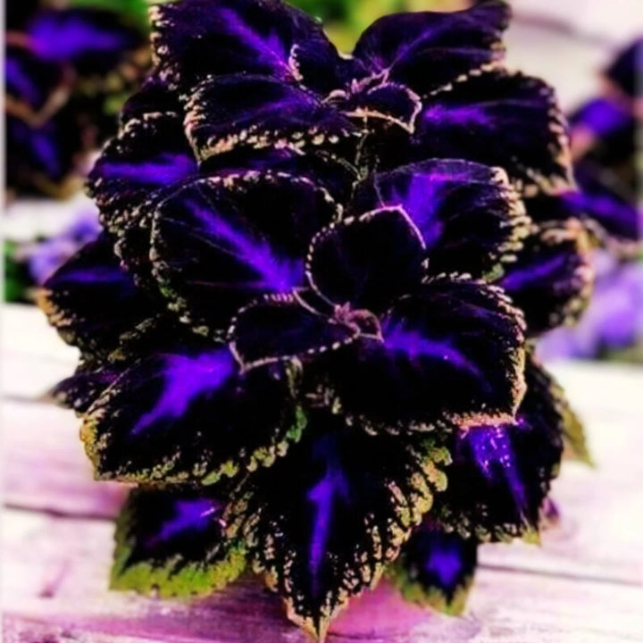 Violet Coleus Plant Seeds for Planting – Heirloom, Non-GMO, High Germination Organic Garden Foliage Seeds