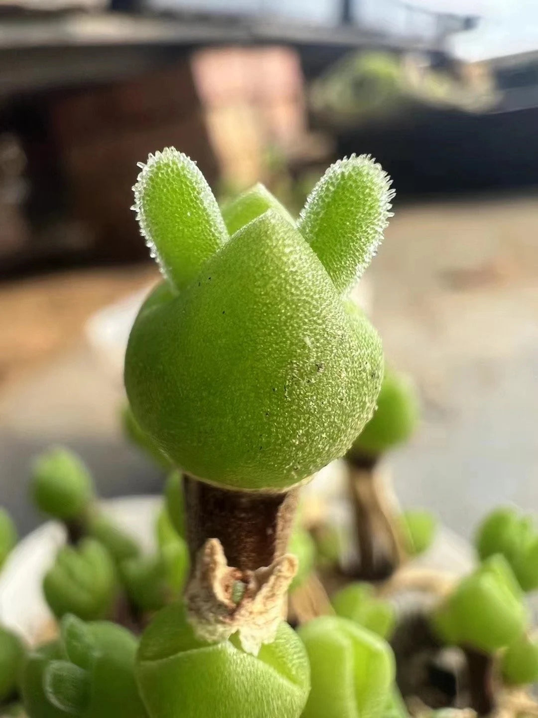 dicrocaulon ramulosum flower seeds