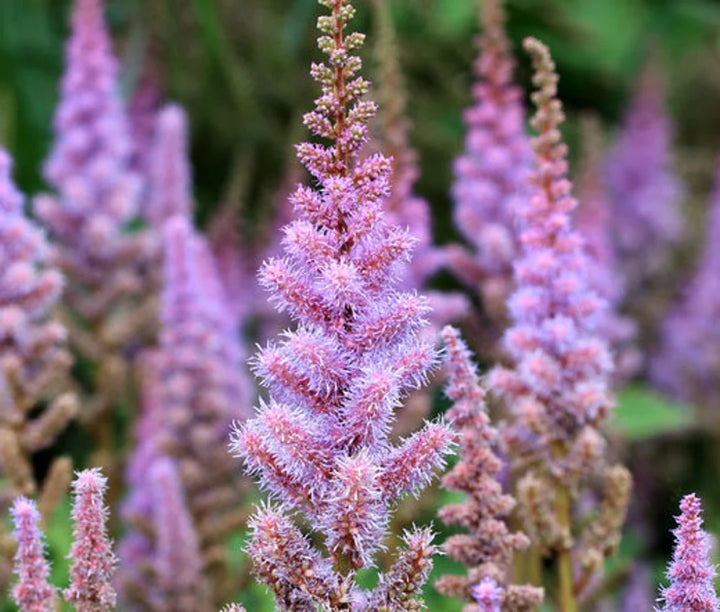 Astilbe Pumila Flower Seeds for Planting - 100 pcs