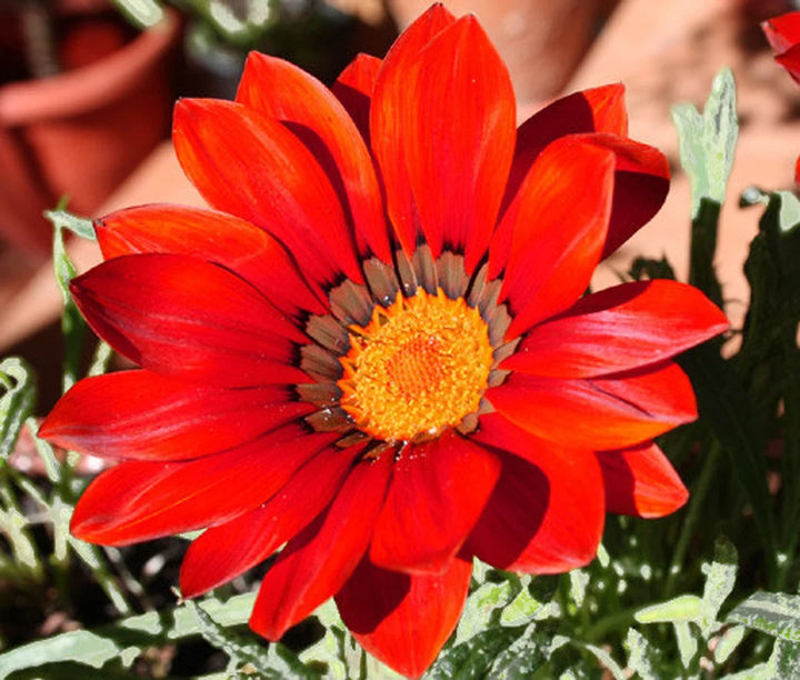 Gazania Blomsterfrø til udplantning - Mørkerød 100 stk