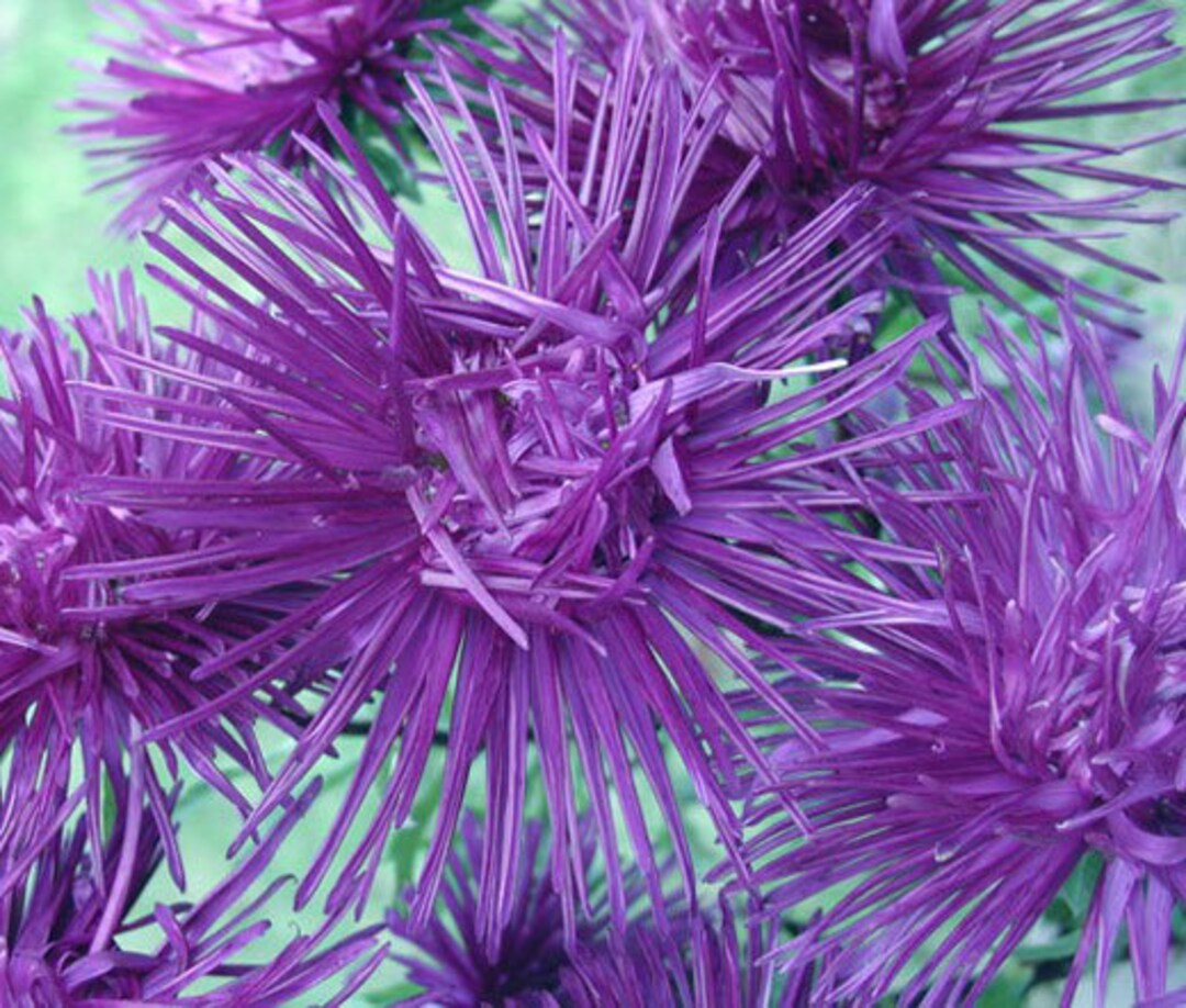aster callistephus flower seeds