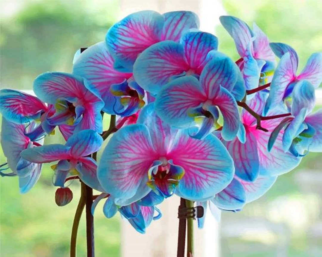 Rainbow Phalaenopsis Orchid Flower Seeds for Planting - 100 pcs