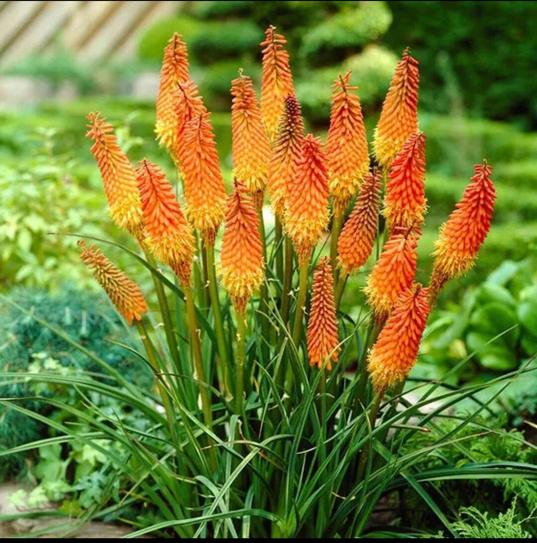 red uvaria flower seeds