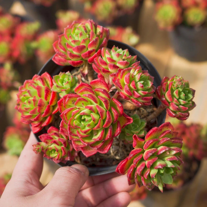 Green Red Succulent Flower Seeds 100 pcs