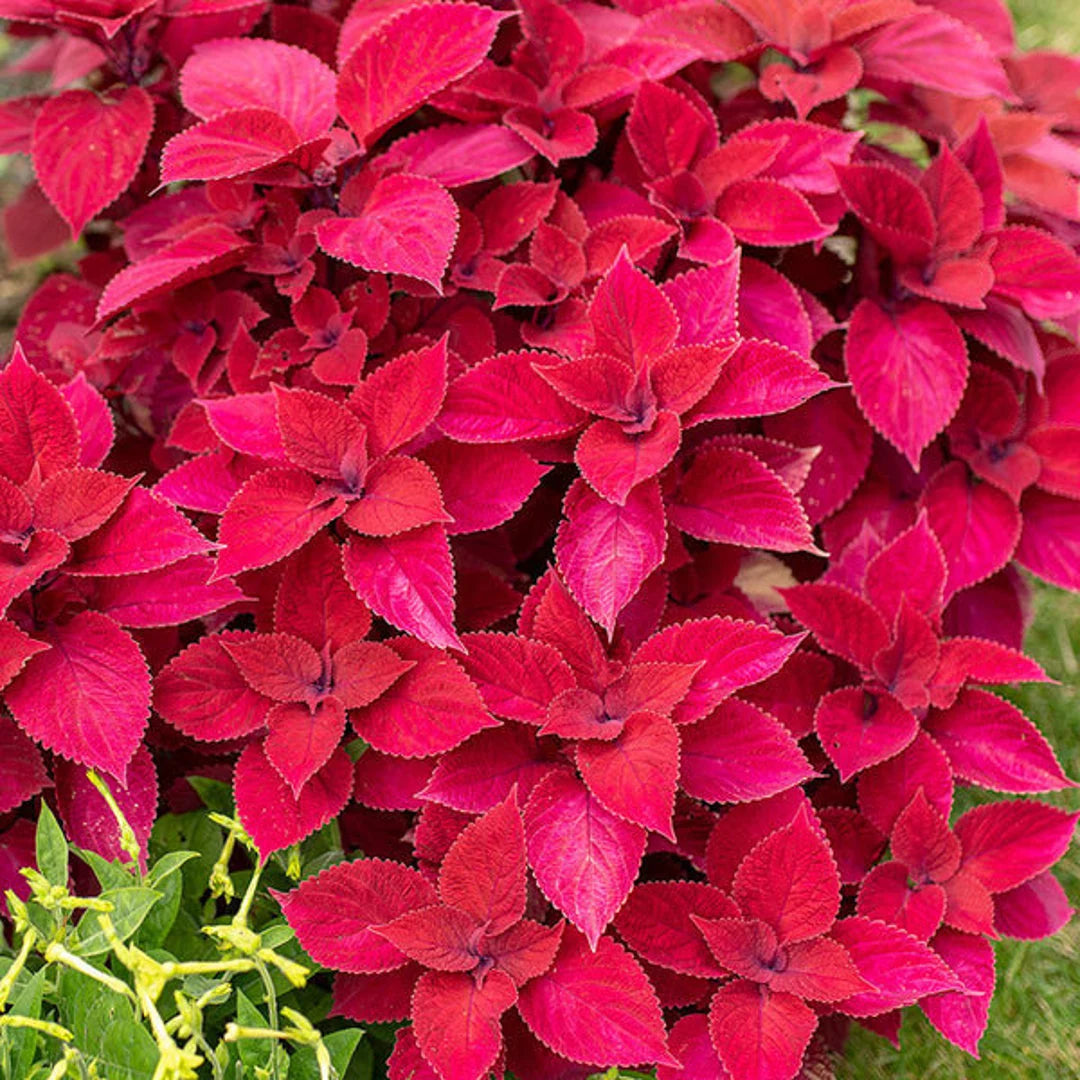 Coleus Plant Seeds Red for Planting, 100 pcs