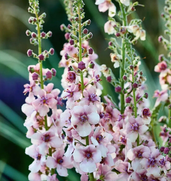 Antique Rose Verbascum Flower Seeds for Planting - 100 pcs