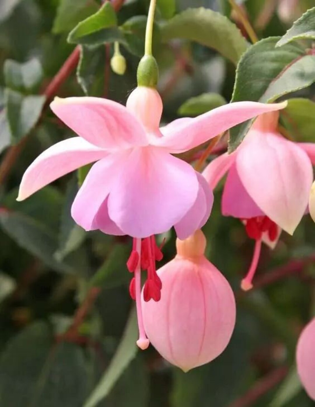 Double Petals Fuchsia Seeds for Planting White 100 pcs