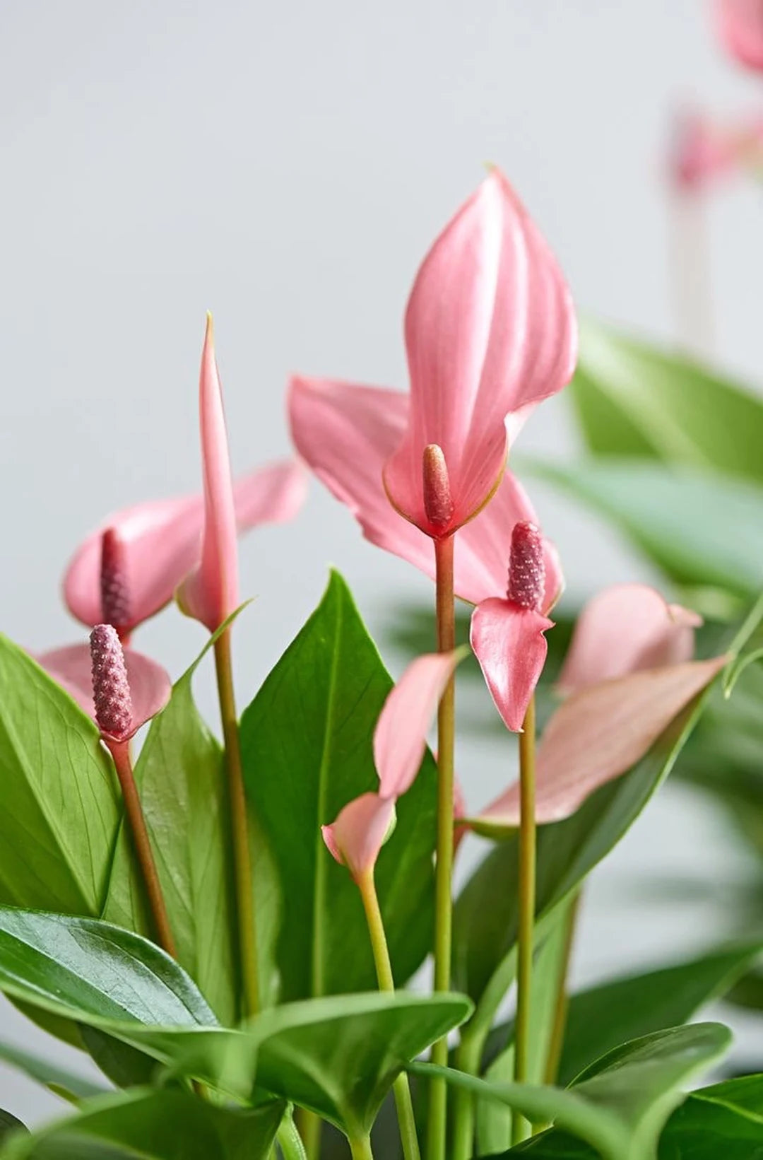 Baby Pink Anthurium Flower Seeds 100 pcs