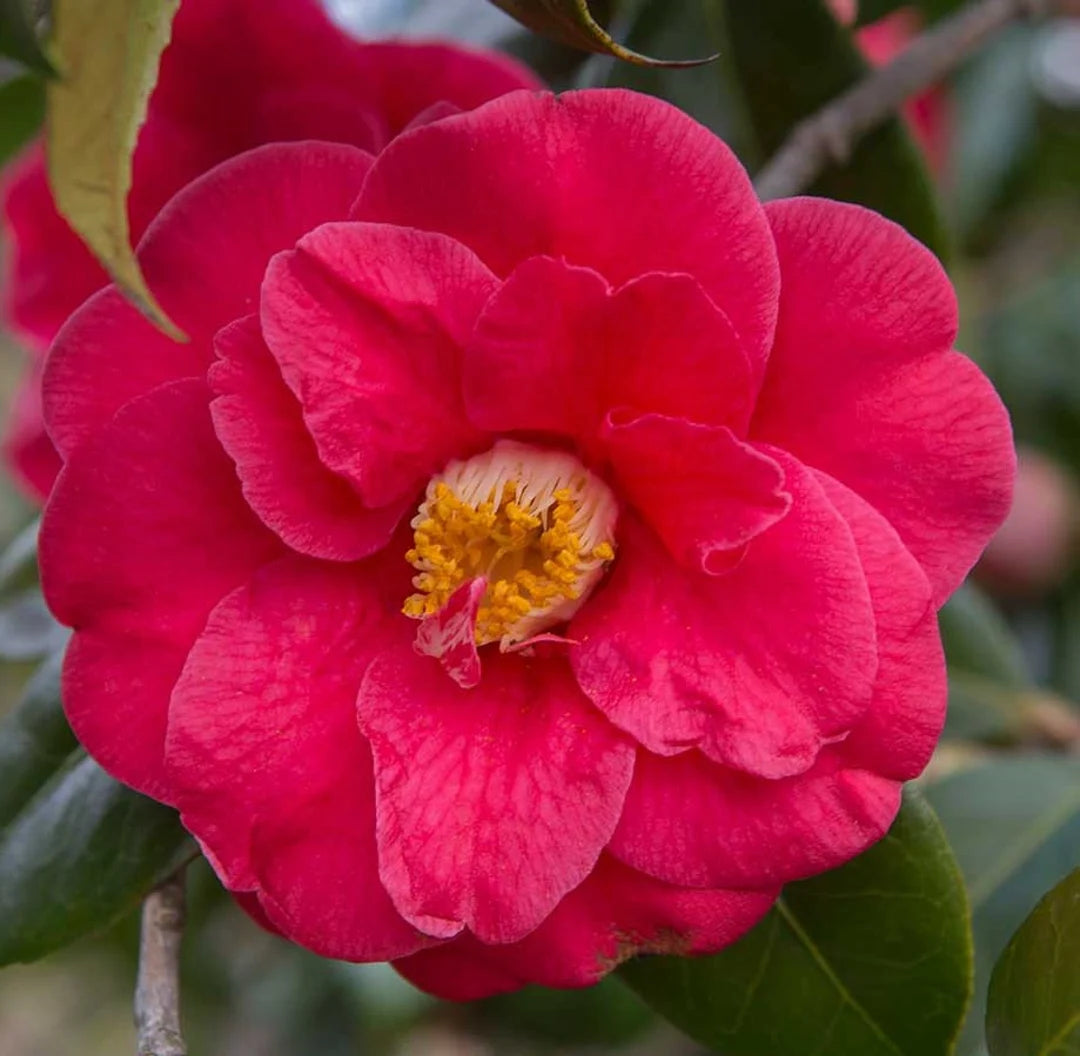 Friske Camellia Blomsterfrø til udplantning, Pink 100 stk