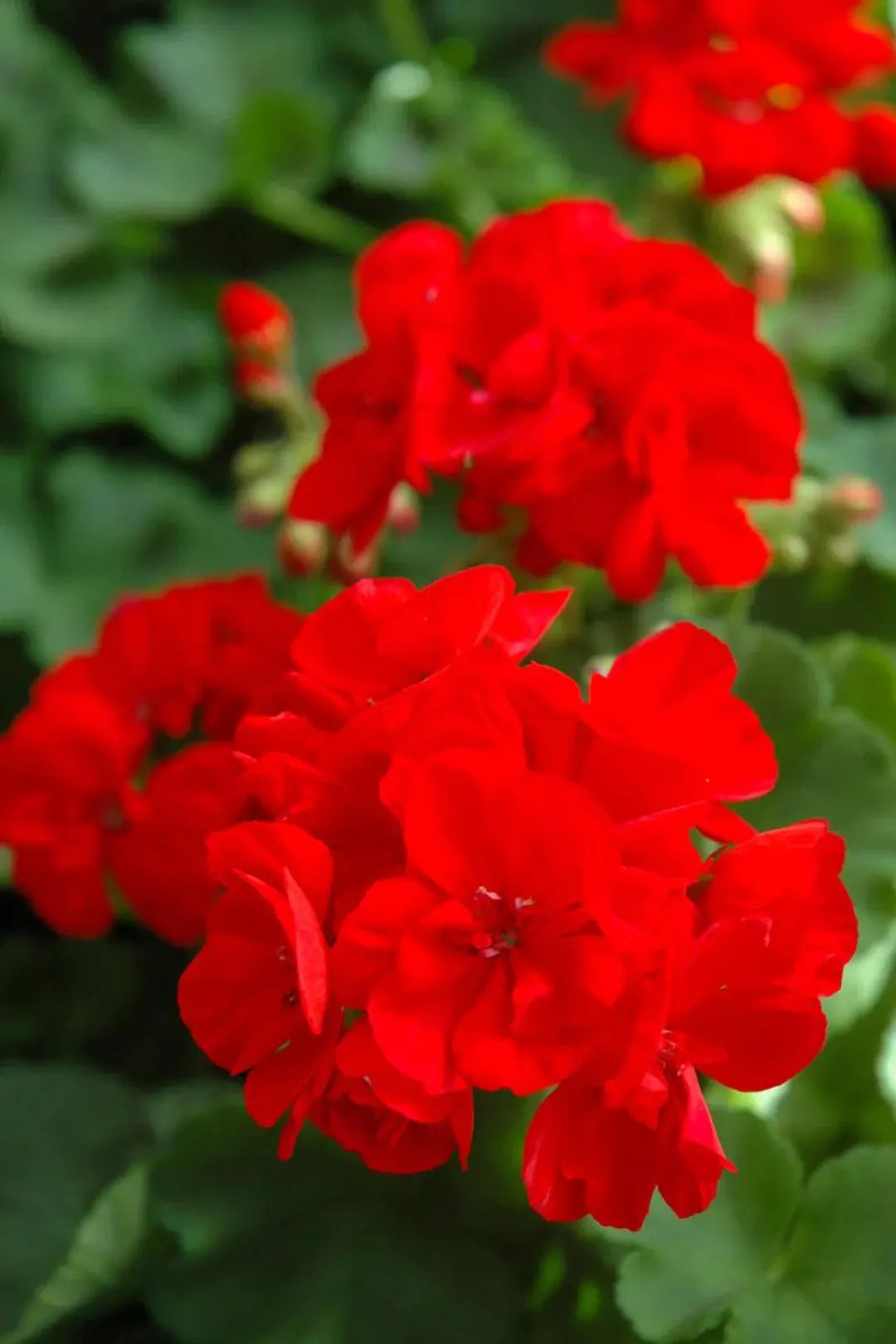 Geranium Flower Seeds for Planting Red 100 pcs