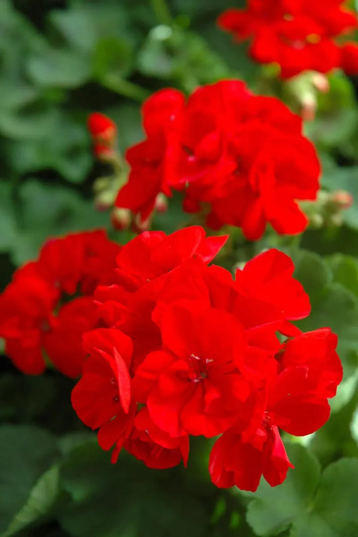 Geranium Blomsterfrø til Plantning Rød 100 stk