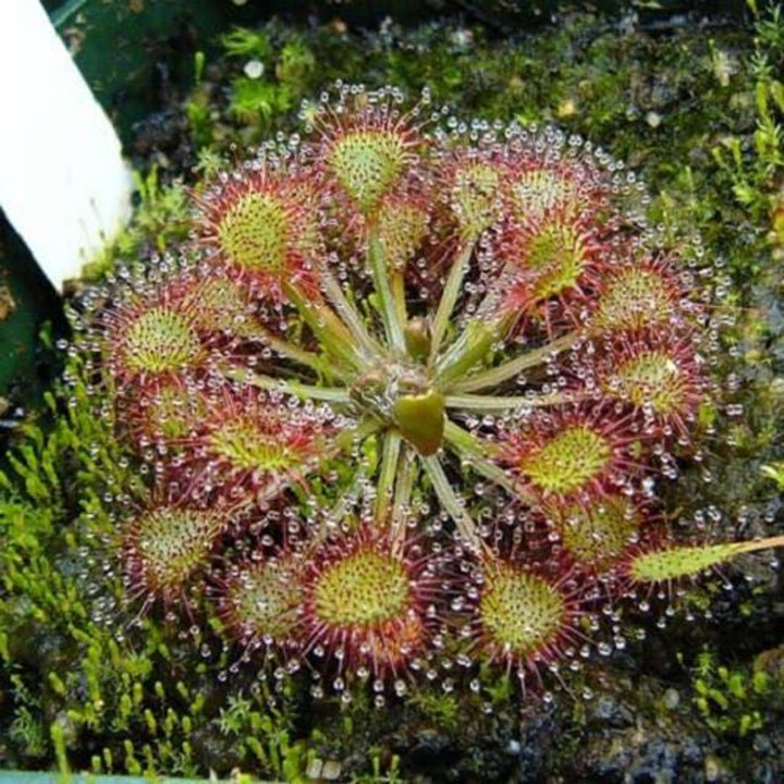 Green Red Sundew Flower Seeds – Heirloom Non-GMO High Germination Carnivorous Plant Seeds for Garden Planting