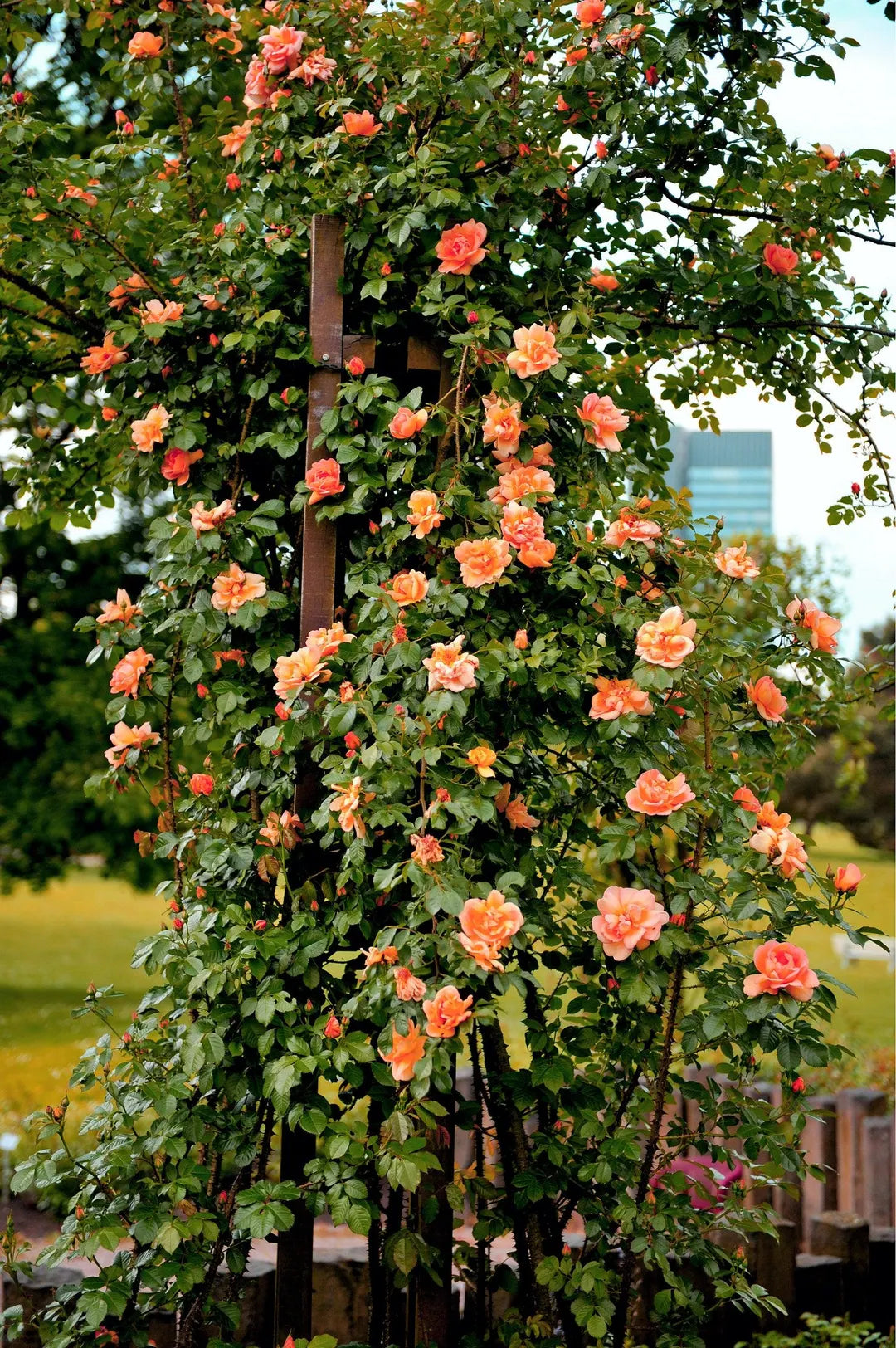 Orange Climbing Rose Flower Seeds for Planting – Heirloom Non-GMO Garden Seeds