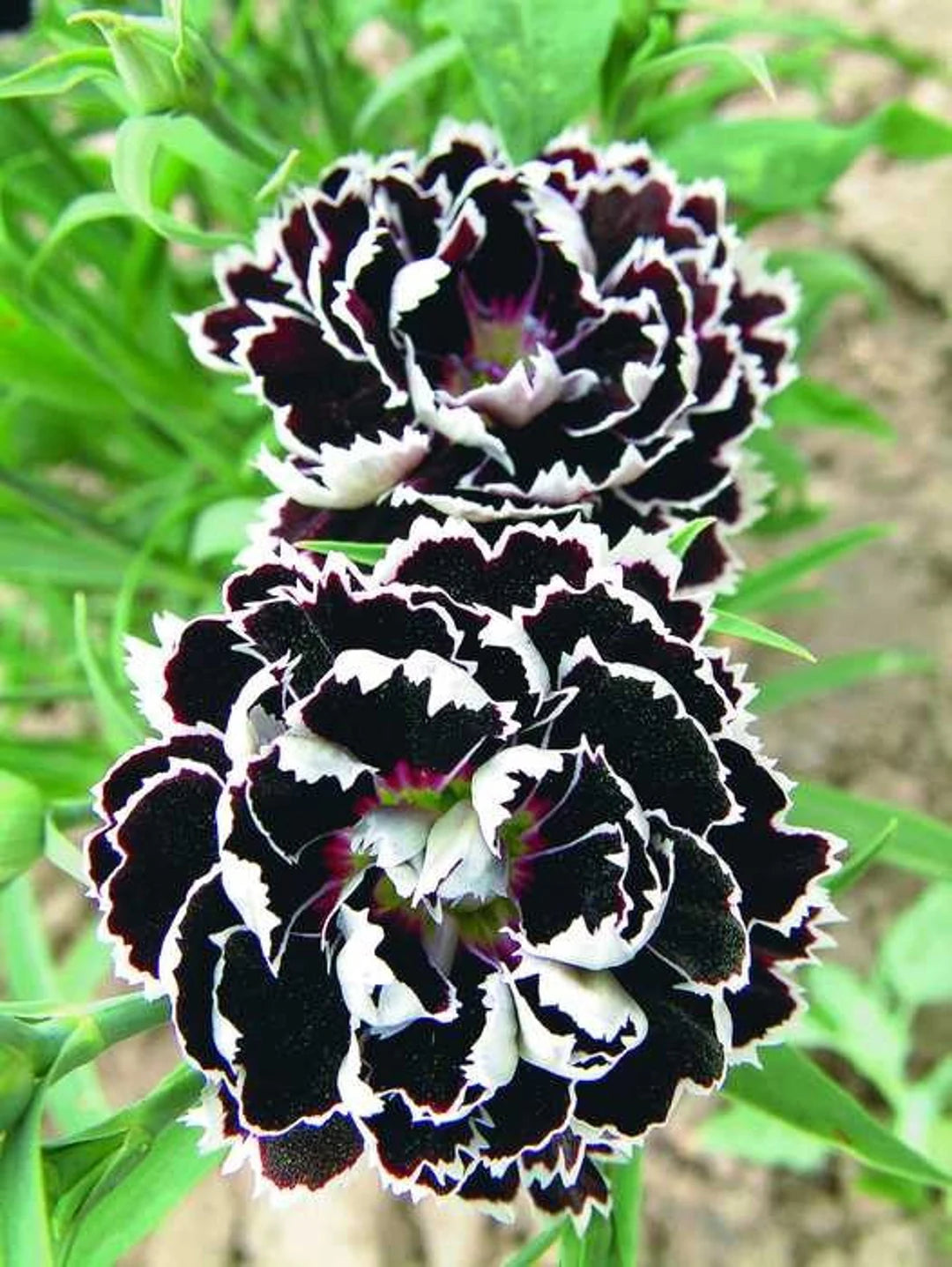 Dianthus Chianti nellike blomsterfrø til udplantning - 100 stk