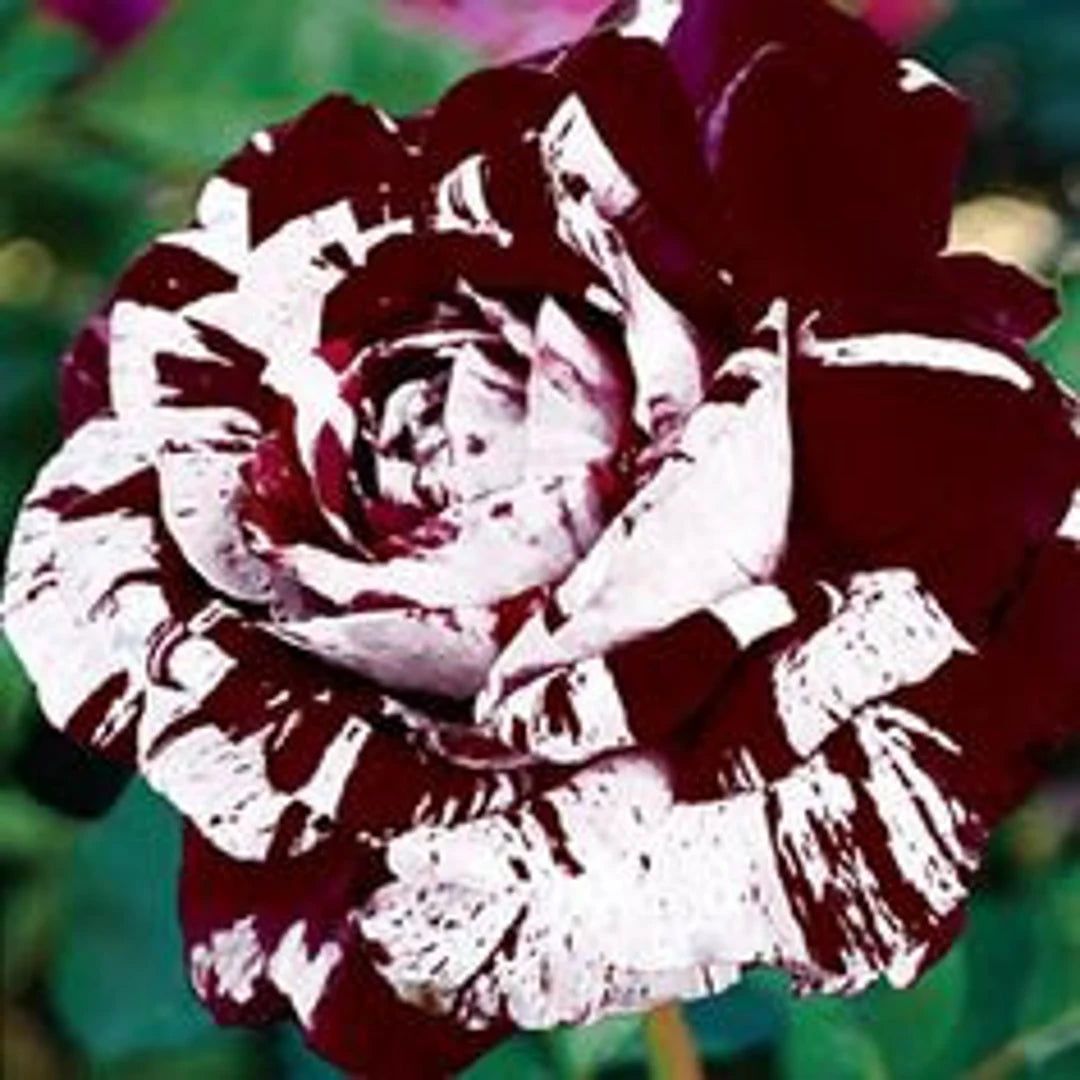 Dark Red White Rare Rose Flower Seeds for Planting - 100 pcs