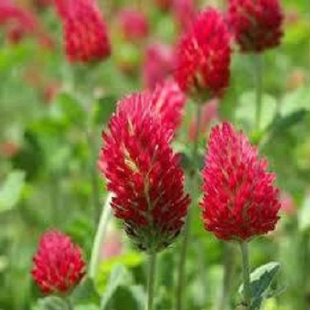 Red Clover Flower Seeds for Planting, 100 pcs