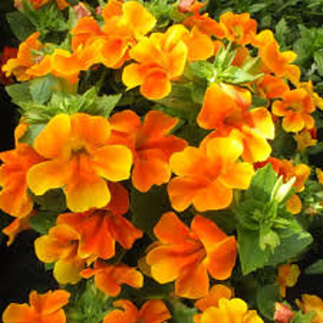 Orange Mimulus Flower Seeds for Planting - 100 pcs