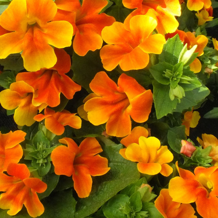 Orange Mimulus Flower Seeds for Planting - 100 pcs