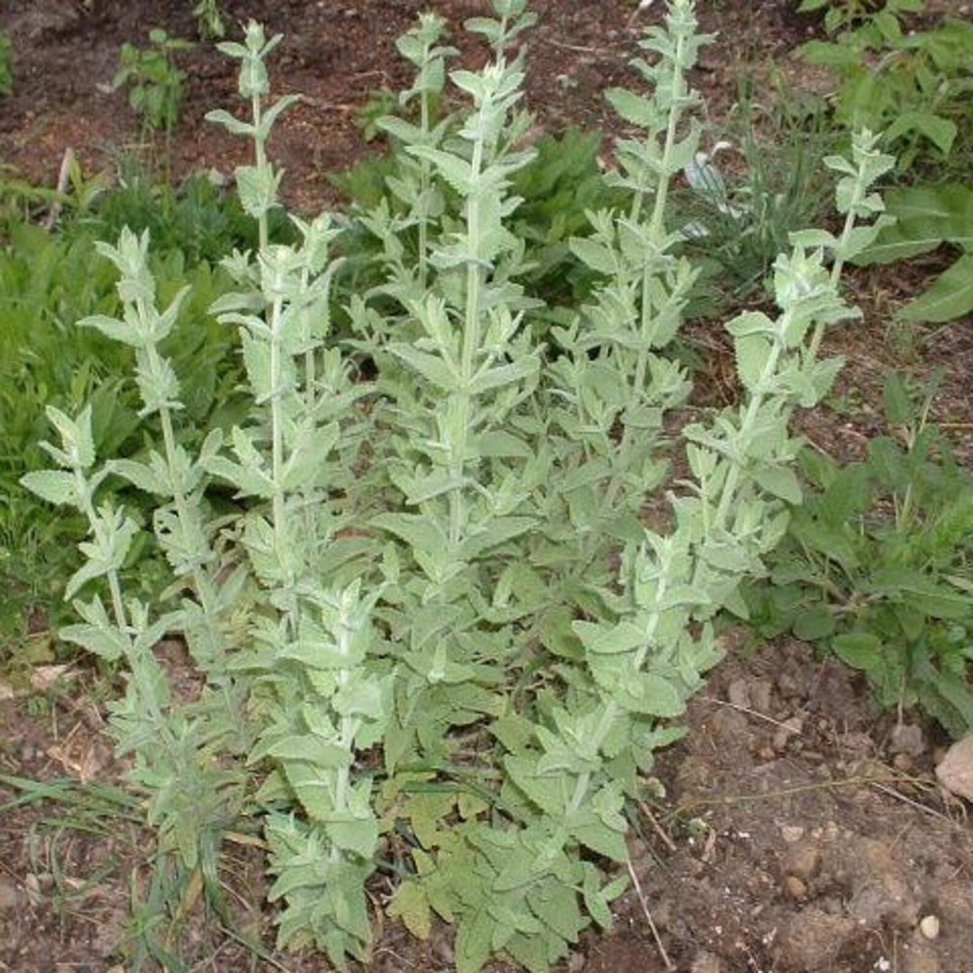 Greek Catnip (Nepeta parnassica) Plant Seeds for Planting - 100 pcs