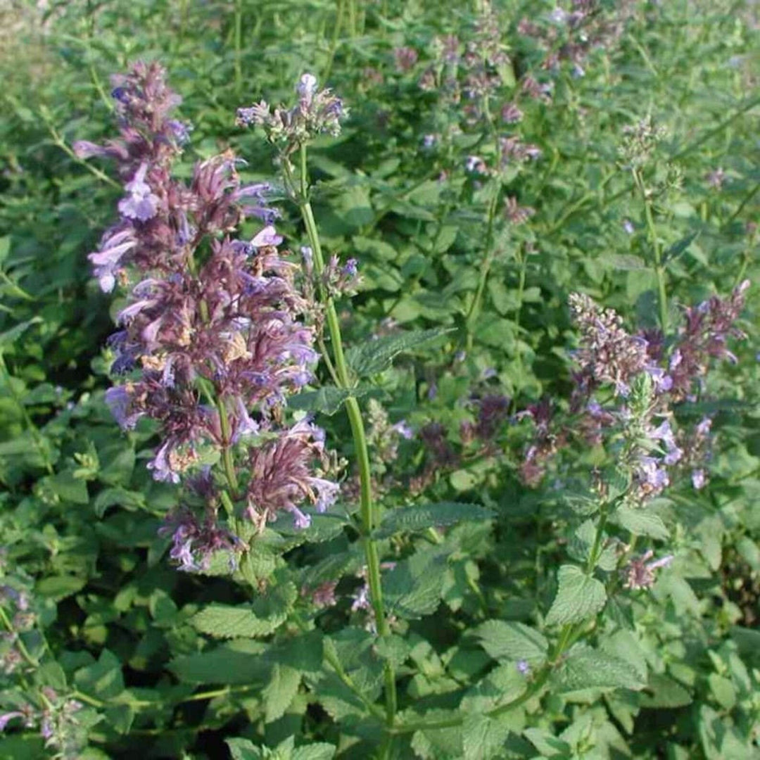 Greek Catnip (Nepeta parnassica) Plant Seeds for Planting - 100 pcs