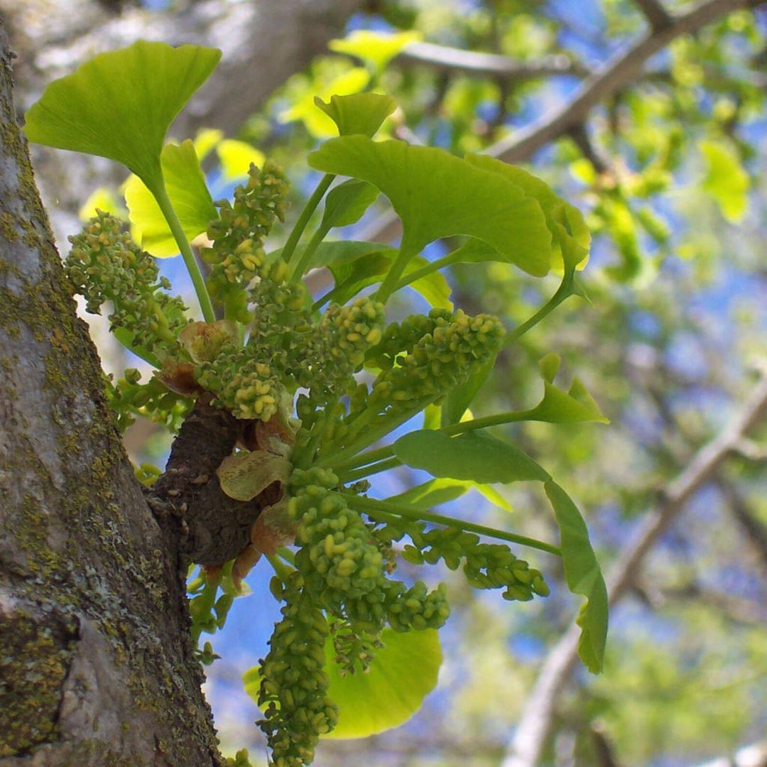 Bland Ginkgo plantefrø – Unikt træ til din have 100 stk