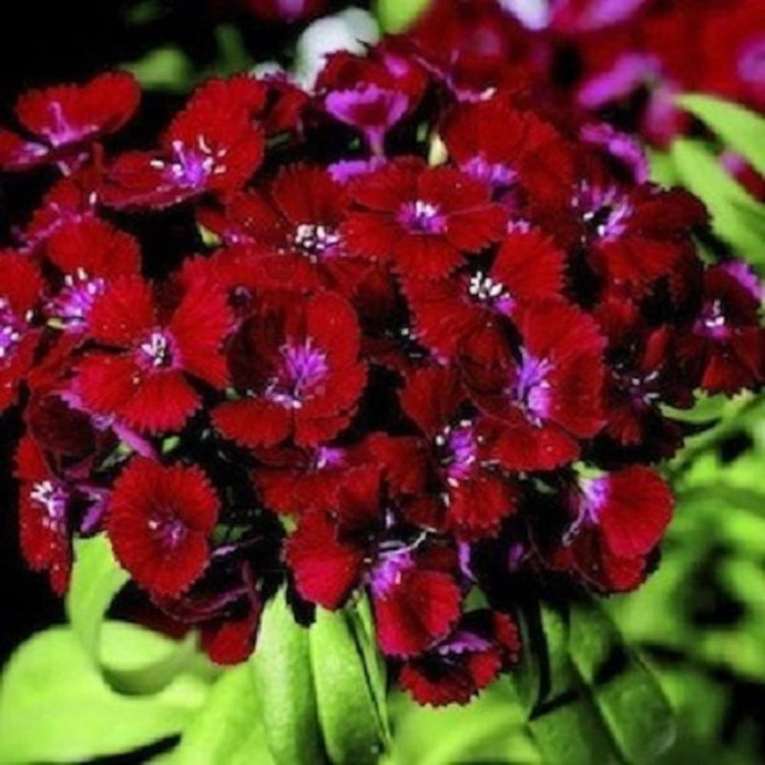 red crimson flower seeds
