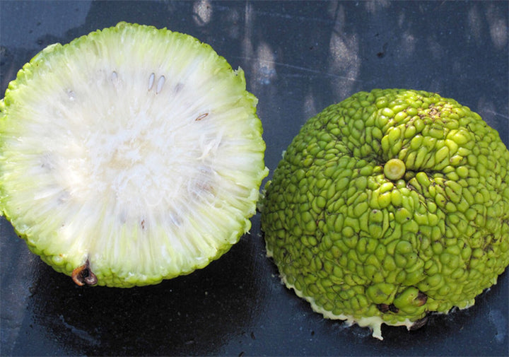 Maclura Pomifera Tree, Osage Orange Fruit, Hedge Horse Apple,Green Maclura Fruit Seeds - Grow Your Own Osage Orange Tree