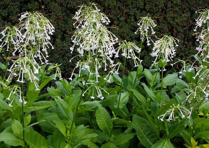 White Tobacco Jasmine Nicotiana Alata Flower Seeds for Planting – Heirloom, Non-GMO Garden Seeds