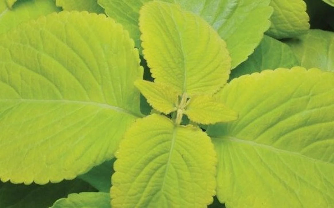 Lime Green Coleus Plant Seeds – Heirloom Non-GMO Seeds for Garden Planting