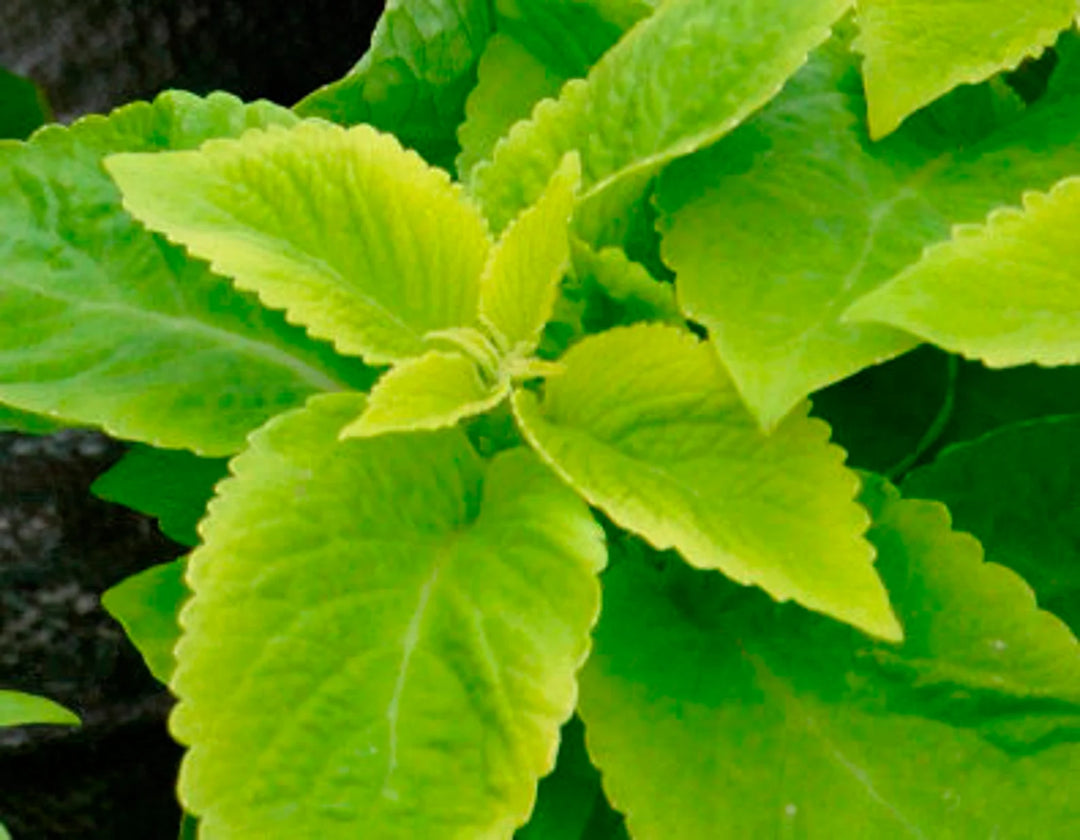 Lime Green Coleus Plant Seeds – Heirloom Non-GMO Seeds for Garden Planting